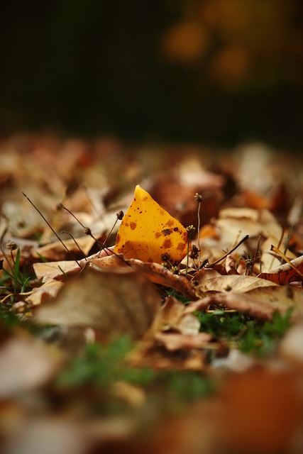 斯瓦泰克中东接连遭遇重挫，教练费塞特会因此下岗吗？.
